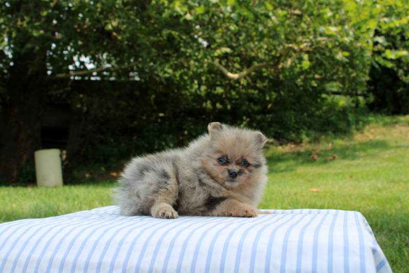 puppy, for, sale, Pomeranian, Matthew B. Stoltzfus, dog, breeder, Gap, PA, dog-breeder, puppy-for-sale, forsale, nearby, find, puppyfind, locator, puppylocator, aca